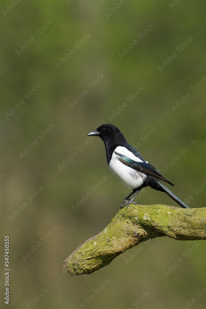 The Eurasian Magpie or Common Magpie or Pica pica on the branch with colorful background, winter time The Eurasian Magpie or Common Magpie or Pica pica on the branch with colorful background, winter time