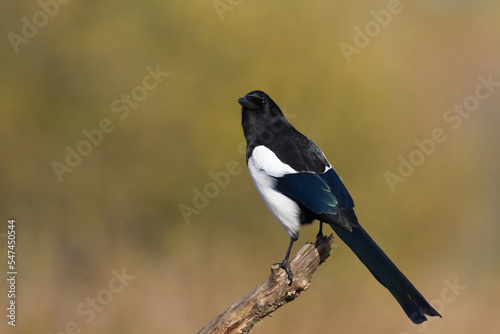 The Eurasian Magpie or Common Magpie or Pica pica on the branch with colorful background, winter time 