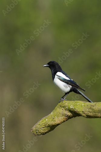 The Eurasian Magpie or Common Magpie or Pica pica on the branch with colorful background, winter time	