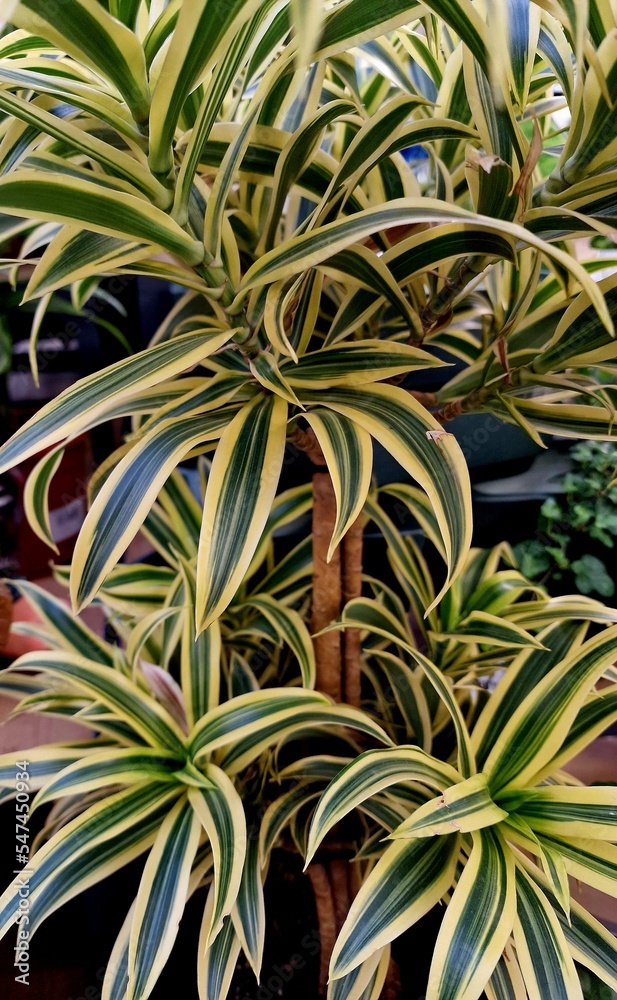 green leaves of exotic plants as a background for artists green leaves of exotic plants as a background for artists
