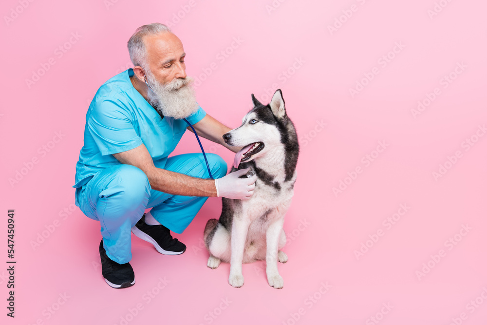 Full size photo of serious professional veterinarian wear blue uniform inspect listen husky stethoscope isolated on pink color background Full size photo of serious professional veterinarian wear blue uniform inspect listen husky stethoscope isolated on pink color background