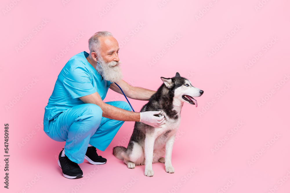 Full size photo of professional doctor wear blue uniform inspect sitting listen husky with stethoscope isolated on pink color background Full size photo of professional doctor wear blue uniform inspect sitting listen husky with stethoscope isolated on pink color background