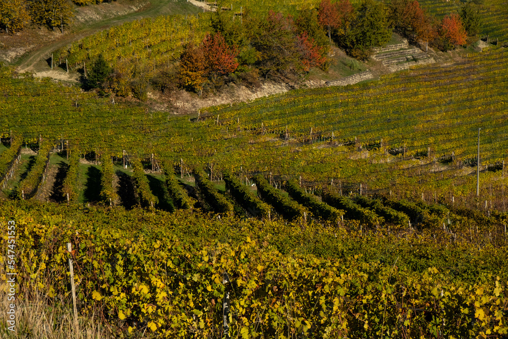 the splendid colors of the vineyards in the Piedmontese Langhe in autumn, in the Serralunga d'Alba area in 2022