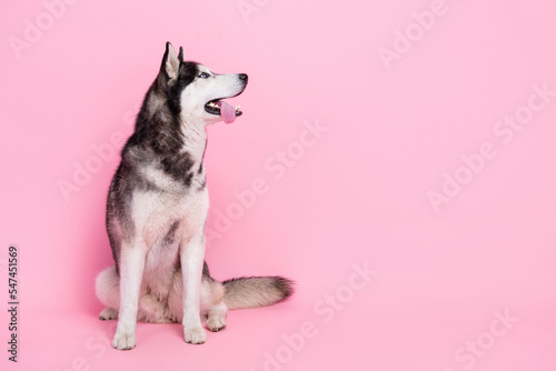 Photo portrait of cute curious black white fur sled dog sitting floor look empty space isolated pink color background photo