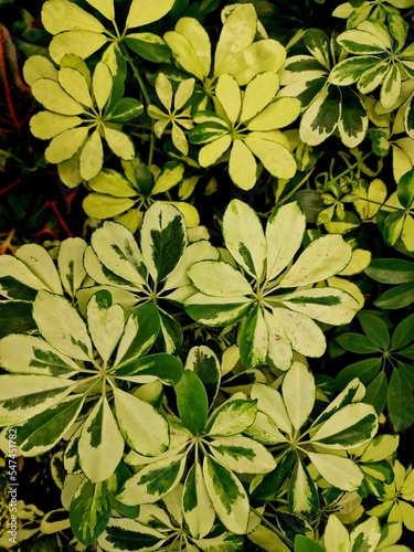 green leaves of exotic plants as a background for artists