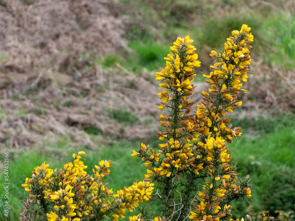 A bush, inflorescences of yellow flowers, a plant. Ulex commonly known as gorse, furze, or whin is a genus of flowering plants in the family Fabaceae. A bush, inflorescences of yellow flowers, a plant. Ulex commonly known as gorse, furze, or whin is a genus of flowering plants in the family Fabaceae.