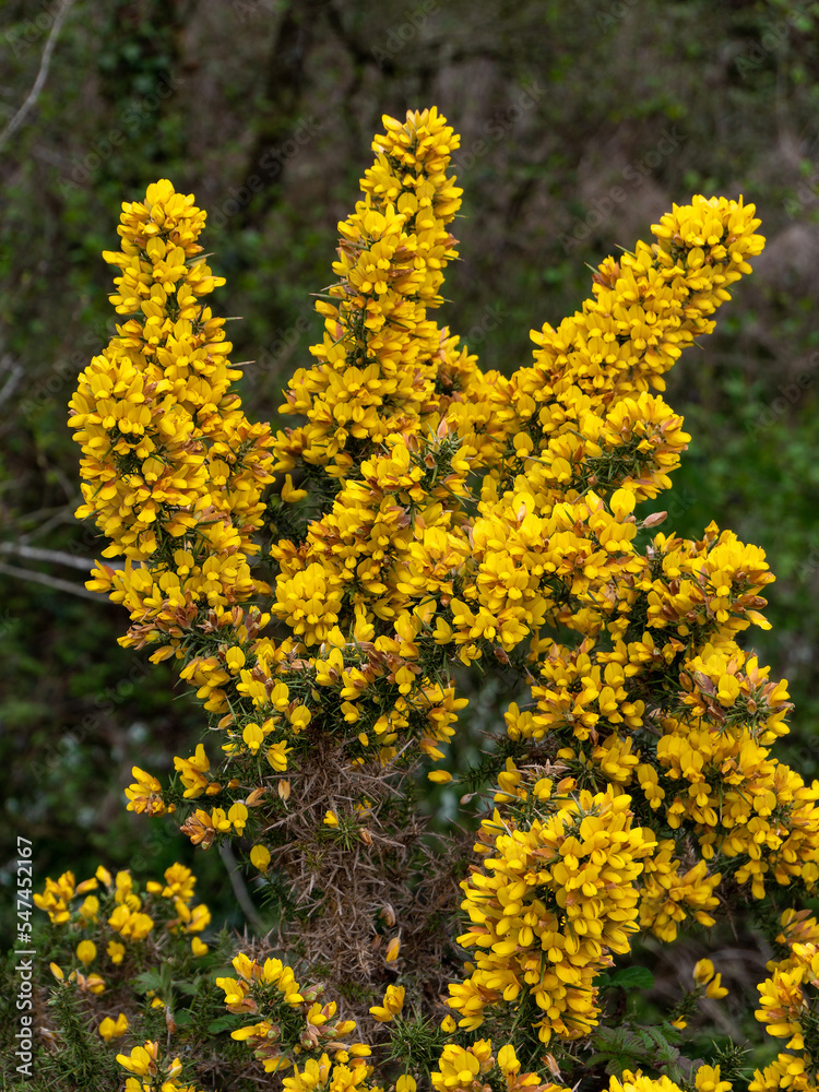 A bush, inflorescences of yellow flowers. Ulex known as gorse, furze, or whin, flowering plants in the family Fabaceae. A bush, inflorescences of yellow flowers. Ulex known as gorse, furze, or whin, flowering plants in the family Fabaceae.