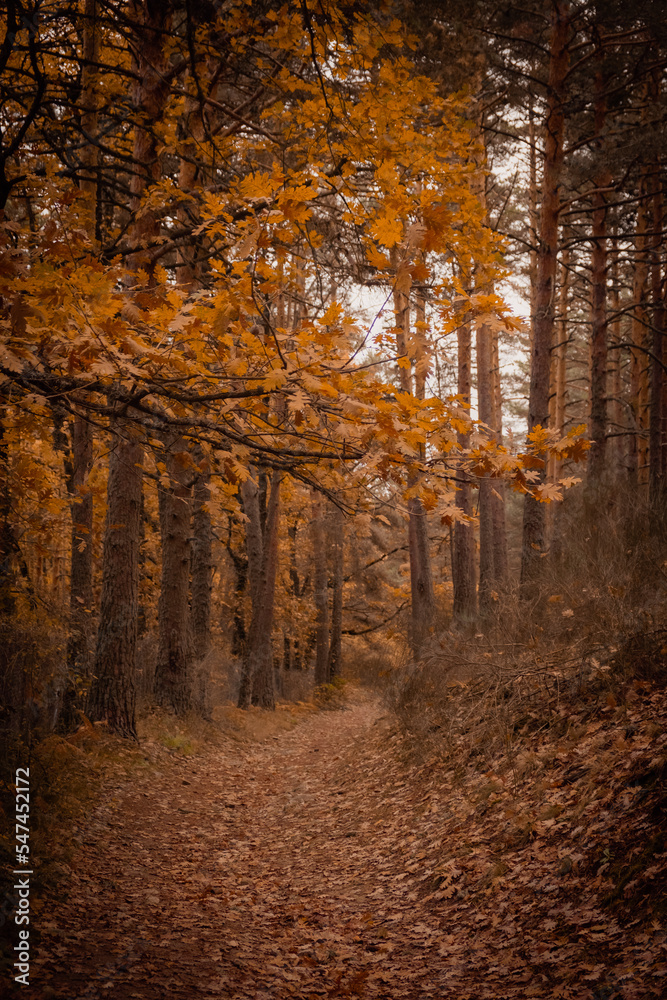 Fototapeta premium autumn in the forest