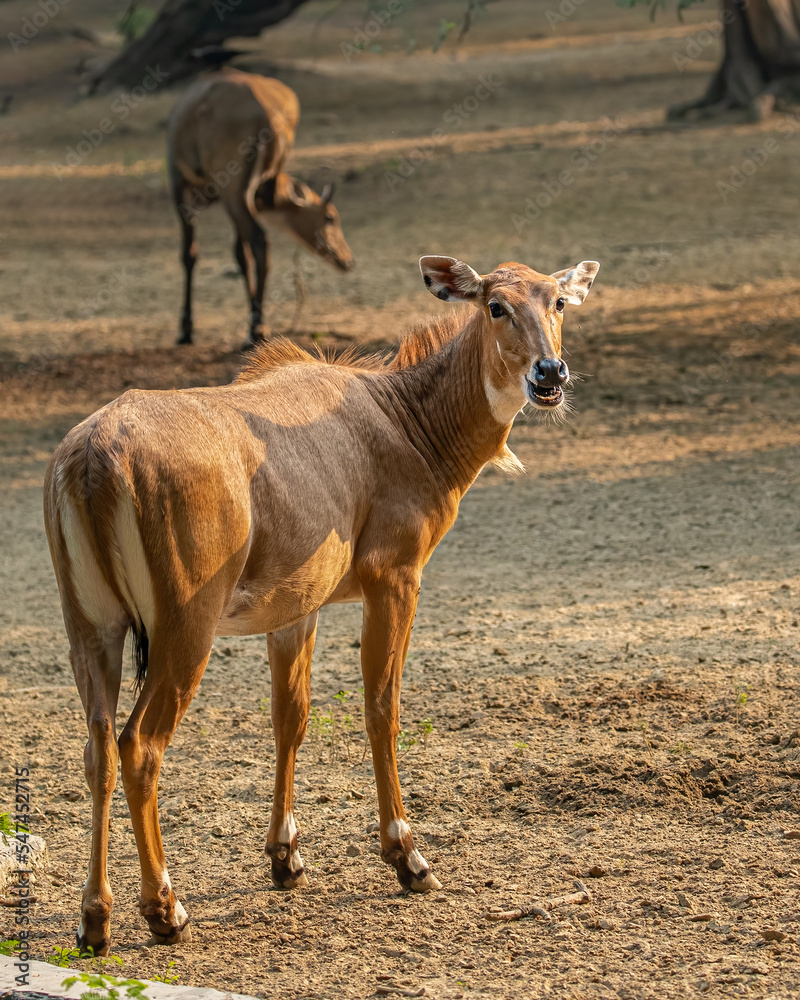 A Neelgai in the field looking back