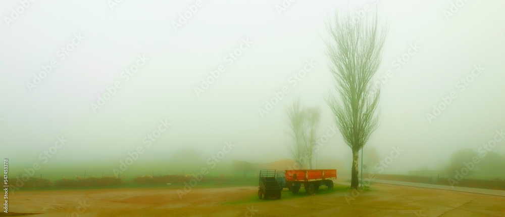 Fototapeta premium field of wheat