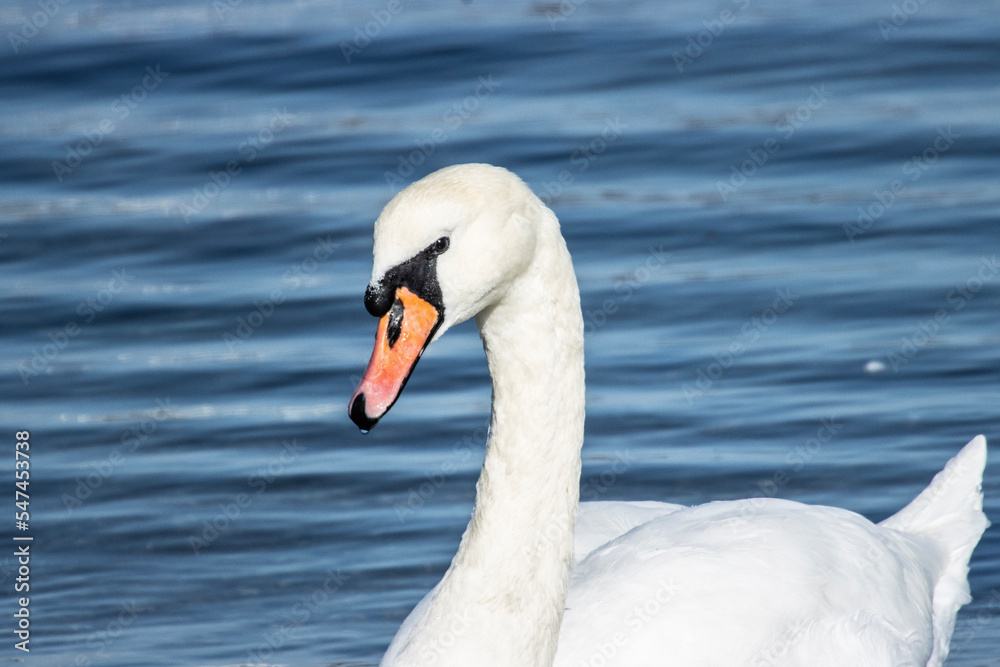 The swan is a creature of unparalleled beauty, elegance and grace with its slender neck and delicate features, the swan glides effortlessly across the water. The swan is a creature of unparalleled beauty, elegance and grace with its slender neck and delicate features, the swan glides effortlessly across the water.