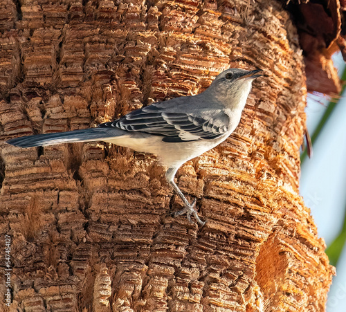 Cuadro en lienzo A Northern Mockingbird clings to the bark of a palm tree while singing