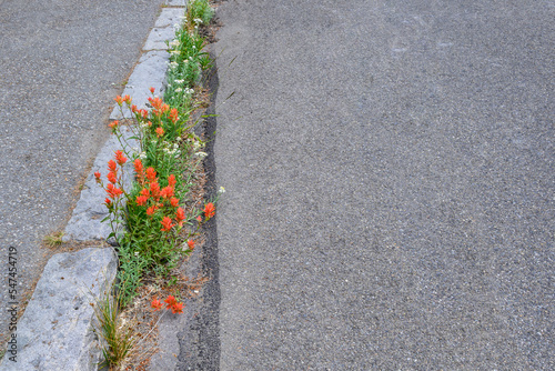Vibrant orange paintbrush flower blooming in the crack between curb and road, Mt. Rainier National Park, WA 