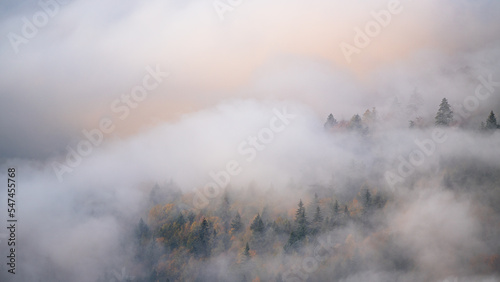 Cloud-covered trees in the German Black Forest during sunrise