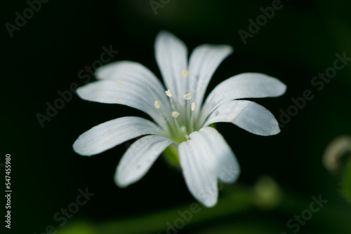macro of white Cerastium arvense