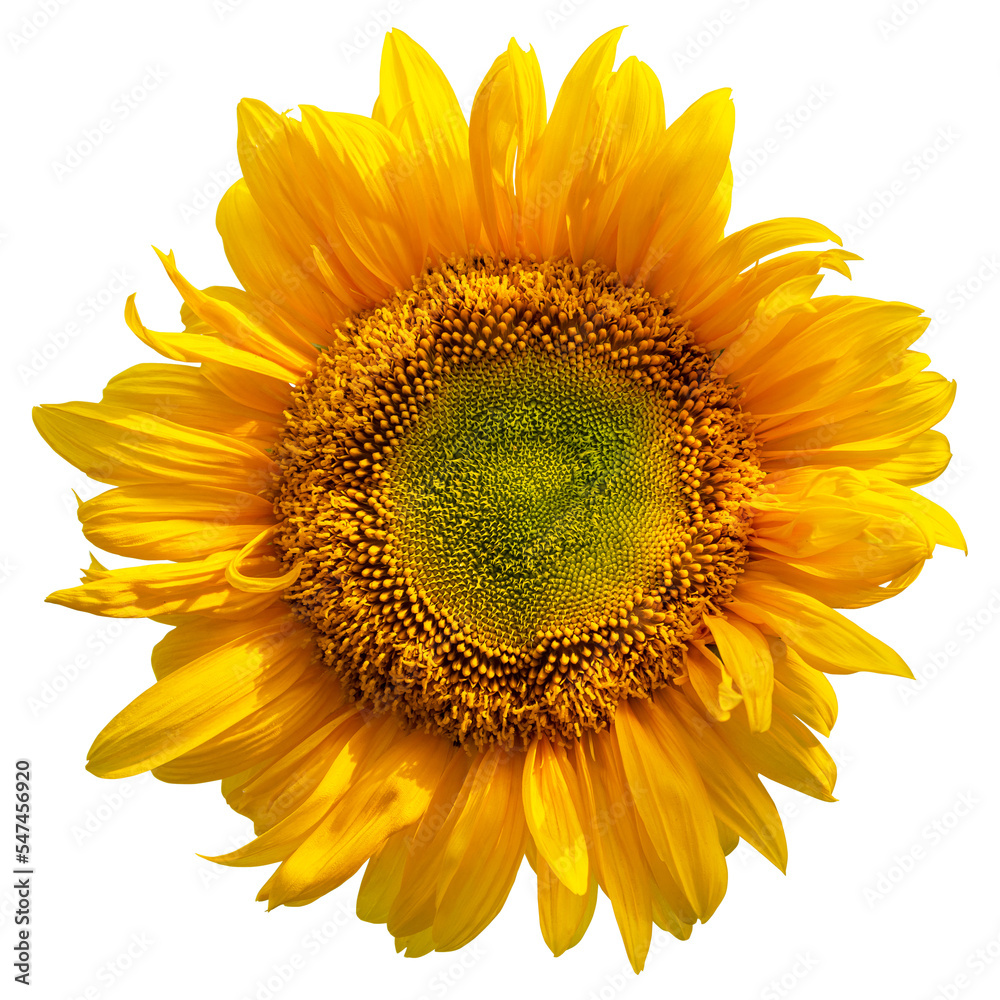 Fototapeta premium Yellow sunflower isolated on transparent background