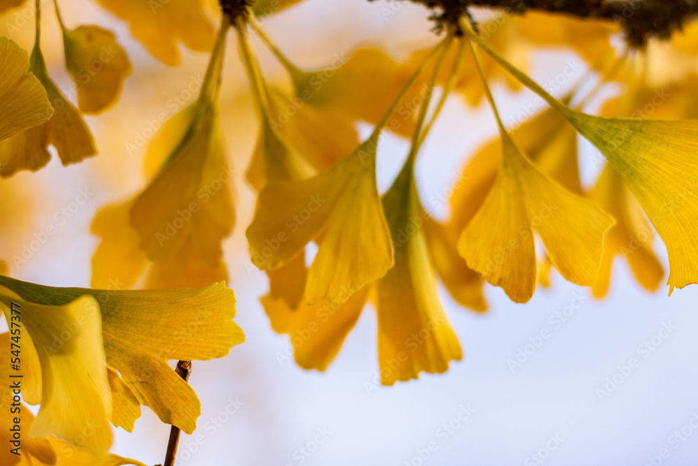 Yellow autumnal leaves of ginkgo balboa tree Yellow autumnal leaves of ginkgo balboa tree