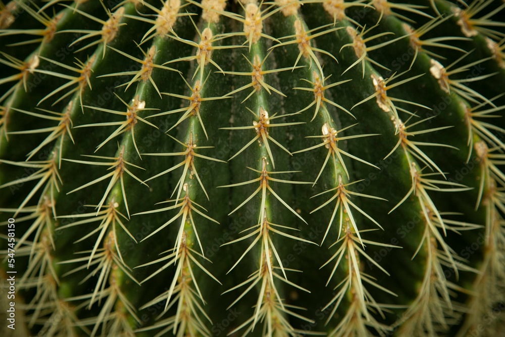 Macro photo of Macro of lines of catus plant with spines. Close-up photo of cactus plant thorns. Macro photo of Macro of lines of catus plant with spines. Close-up photo of cactus plant thorns.