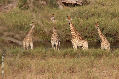 Photography Group of big giraffes standing in a dry field on a sunny day