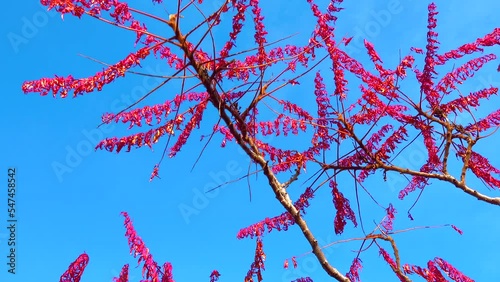 Red autumn leaves of the poisonous plant Sumac (Rhus typhina, Anacardiaceae) in the garden, slider shot photo