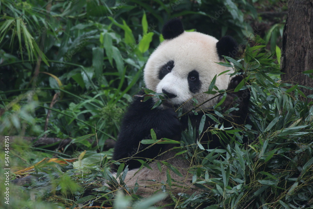 Naklejka premium Happy Playful Panda in Taipei Zoo, Taiwan
