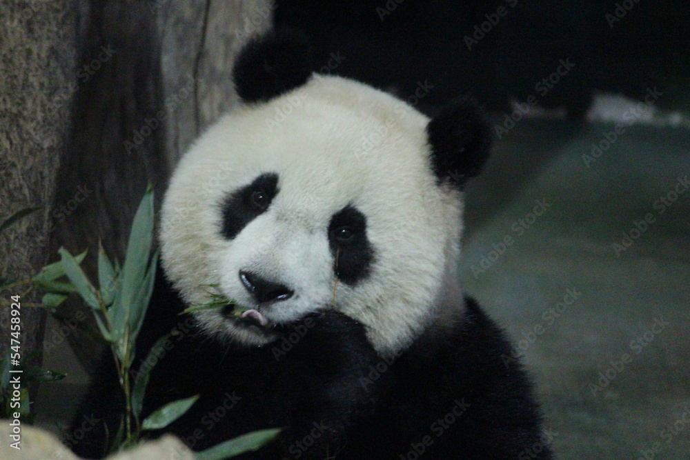 Fototapeta premium Happy Playful Panda in Taipei Zoo, Taiwan