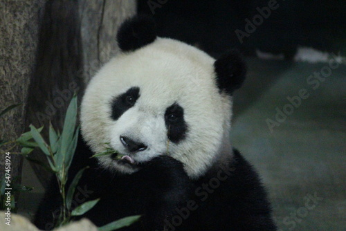 Happy Playful Panda in Taipei Zoo  Taiwan