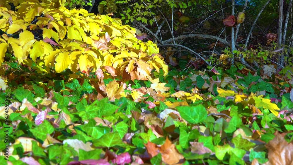In autumn, beautiful yellow leaves on a tree branch and on ivy on the ground, slider shot In autumn, beautiful yellow leaves on a tree branch and on ivy on the ground, slider shot