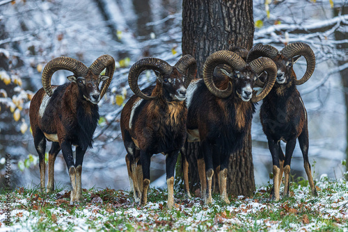 male European mouflon (Ovis aries musimon) during the estrus