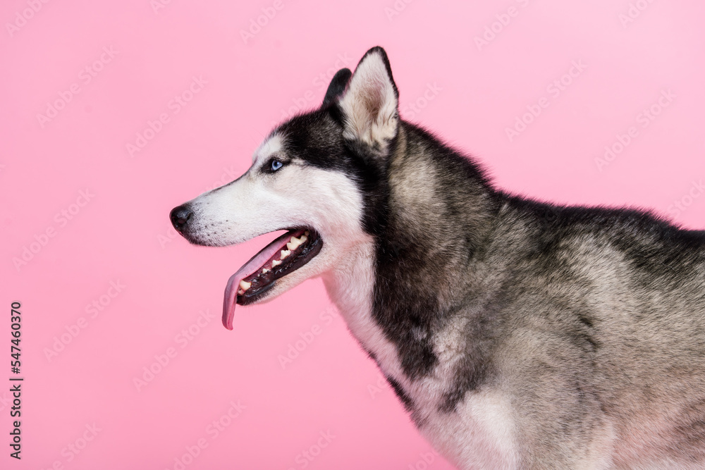 Profile side photo of cute doggy siberian husky look copyspace advertise for pet shop isolated on pastel color background Profile side photo of cute doggy siberian husky look copyspace advertise for pet shop isolated on pastel color background