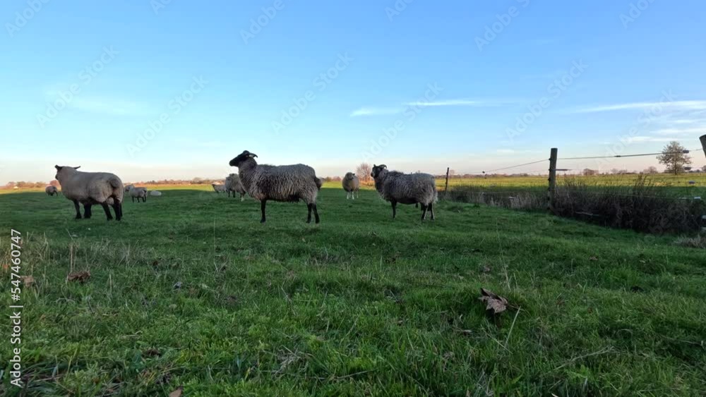 time lapse shot of sheep on a field time lapse shot of sheep on a field