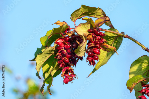 Leycesteria formosa a red purple summer autumn fall flowering shrub plant commonly known as Himalayan Honeysuckle, stock photo image photo