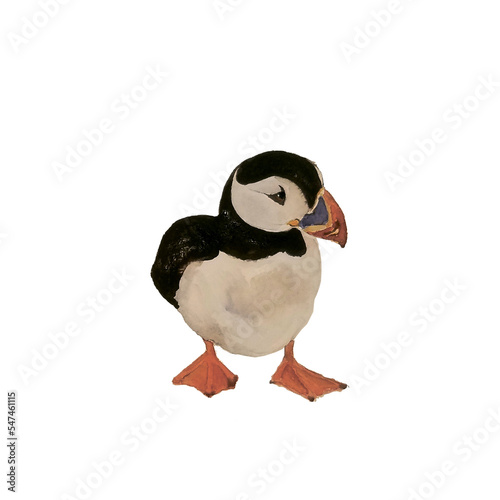 North bird puffin  or penguin with colorful beak on ice watercolor illustration isolated on white. 