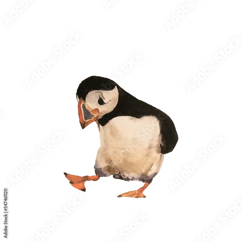 Puffin bird or penguin on a white background watercolor image. North sea  in Atlantic or ocean birds. Funny bird lokking like duck  