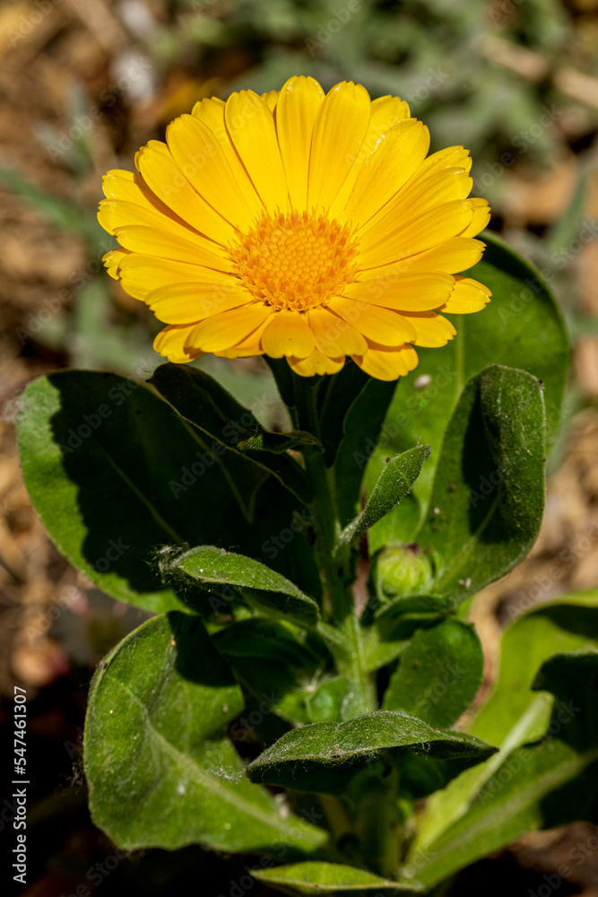 Calendula officinalis, calendula Calendula officinalis, calendula