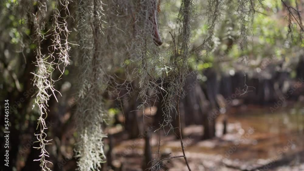 Caddo Lake State Park in Texas with its amazing vegetation and landscape - travel photography Caddo Lake State Park in Texas with its amazing vegetation and landscape - travel photography