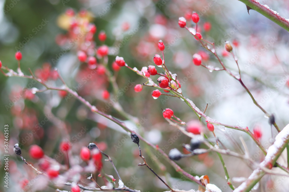 Natural winter background, red berries with snow on them, selective focus Natural winter background, red berries with snow on them, selective focus