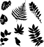 Vector leaves silhouettes on isolated white background. Highly detailed.
