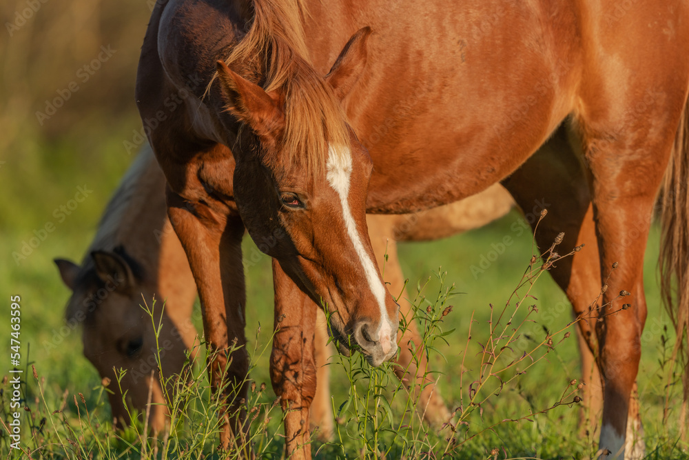 Obraz premium Horse portrait in a pasture in autumn.