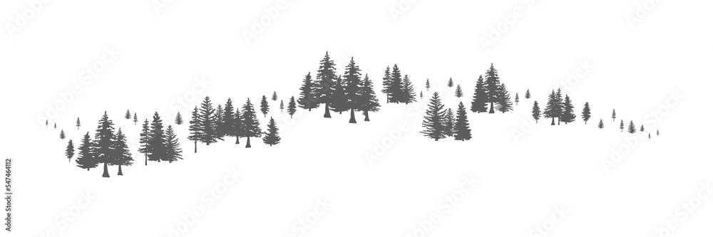 Obraz premium Pine Tree Forest Background. Spruce tree silhouette. Spruce tree Forest Background.