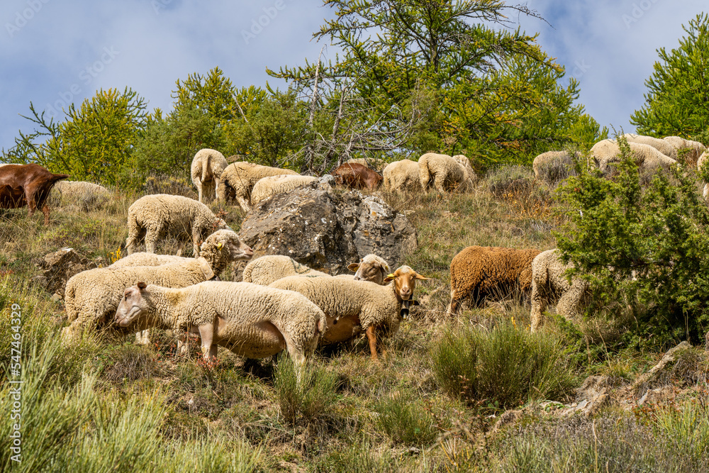 Flock of sheep graze on the a pasture in the highlands, in the fall, against the rock and trees background. French sheeps Flock of sheep graze on the a pasture in the highlands, in the fall, against the rock and trees background. French sheeps