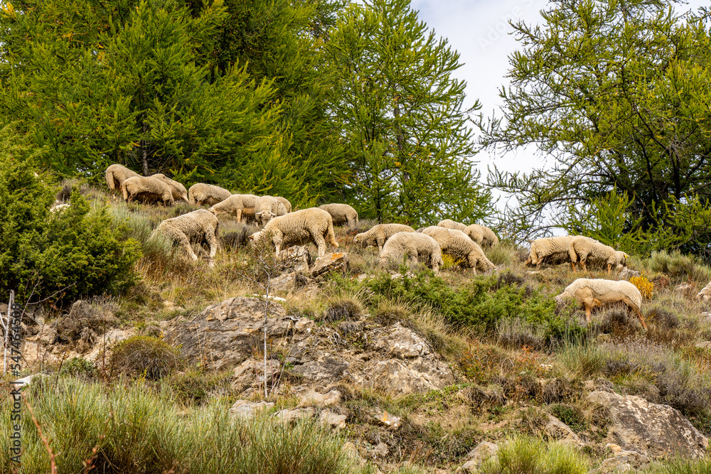 Flock of sheep graze on the a pasture in the highlands, in the fall, against the rock and trees background. French sheeps Flock of sheep graze on the a pasture in the highlands, in the fall, against the rock and trees background. French sheeps