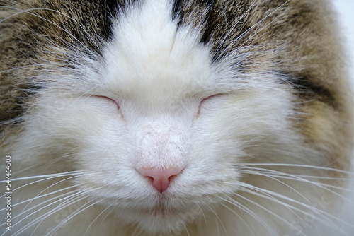 Muzzle sleeping beautiful and fluffy gray white cat.