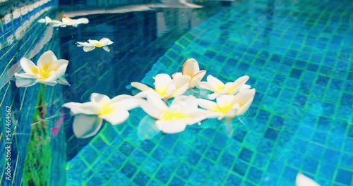 Abandones swimming dirty pool with trash fllen flowers on the surface of the water during COVID pandemic. Plumeria frangipani bud. Close-up. photo