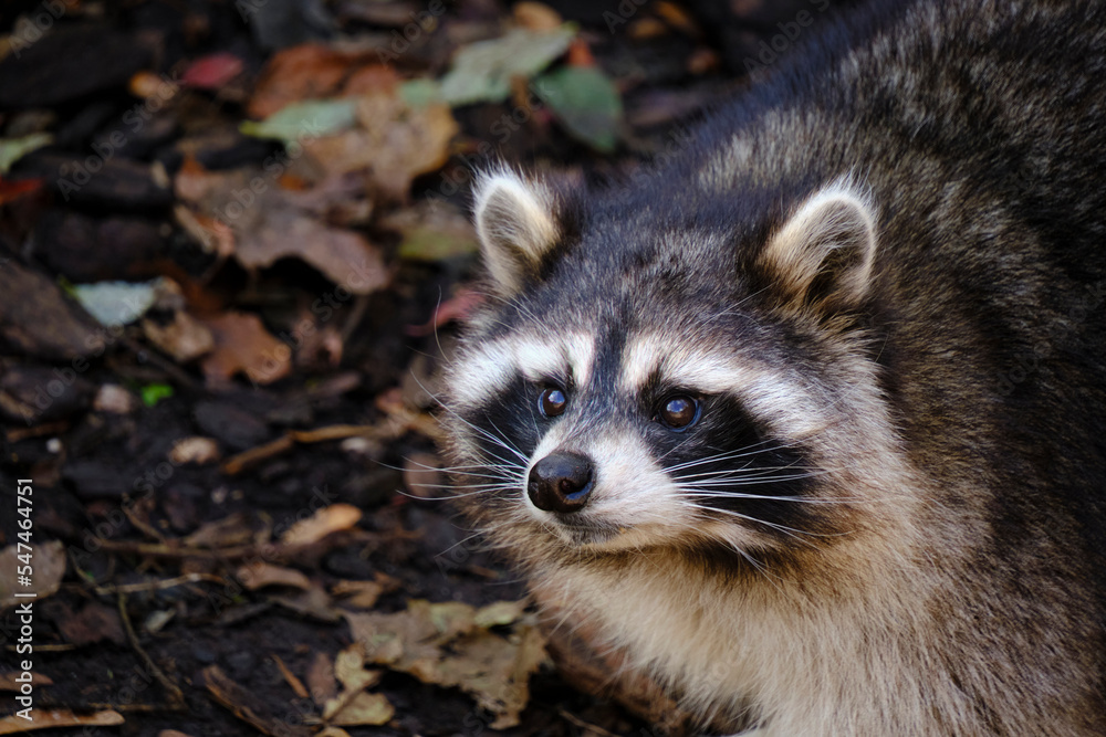 Raccoon poloskun in its natural habitat. Raccoon poloskun in its natural habitat.