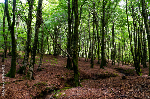 In the forest of Aspromonte National Park, Calabria