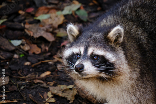 Raccoon poloskun in its natural habitat.