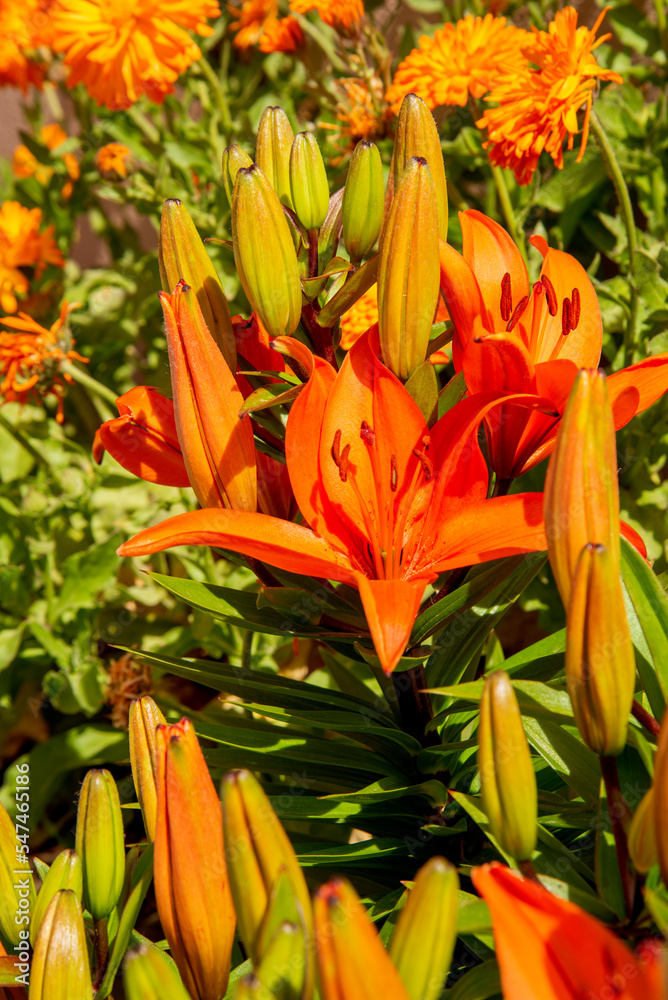 Fototapeta premium Lilium bulbiferum, azucena anaranjada, orange lily