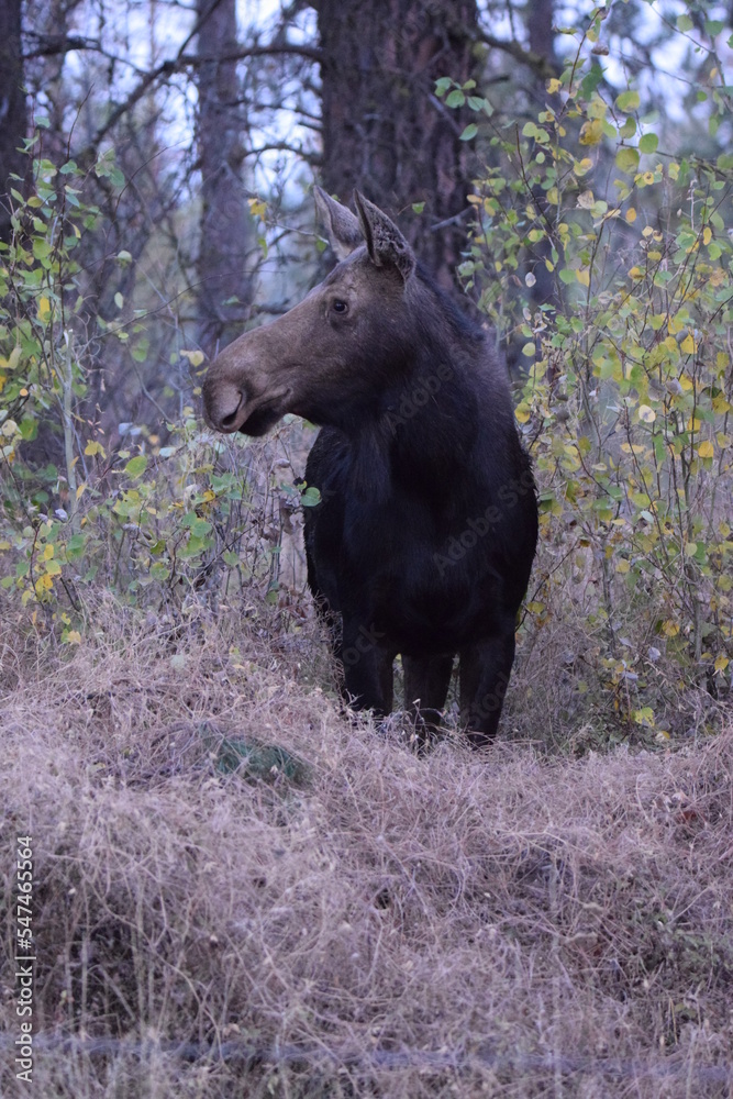 Cow moose watching her calf eating branches in the woods on a Fall day. Cow moose watching her calf eating branches in the woods on a Fall day.
