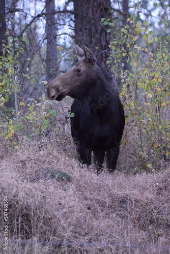 Cow moose watching her calf eating branches in the woods on a Fall day. 
